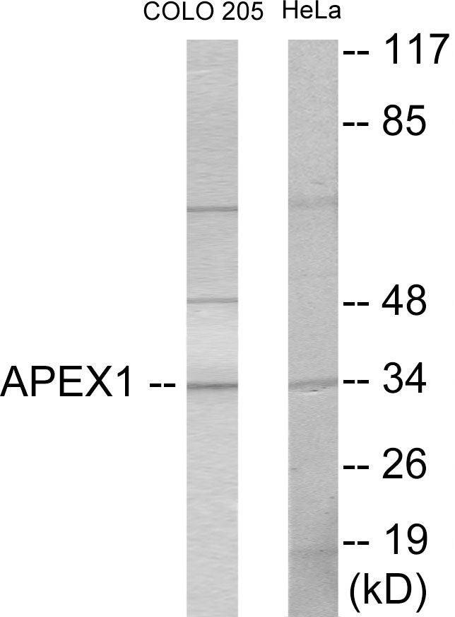APEX1 Colorimetric Cell-Based ELISA