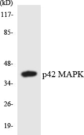 p42 MAPK Colorimetric Cell-Based ELISA