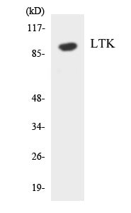 LTK Colorimetric Cell-Based ELISA