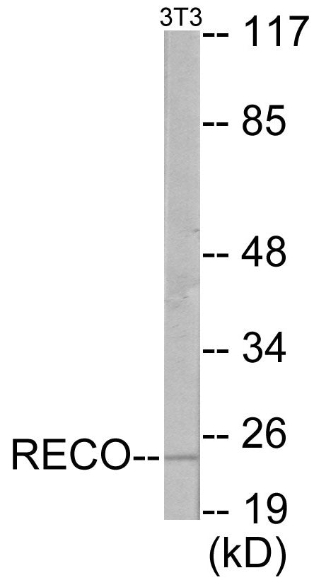Recoverin Colorimetric Cell-Based ELISA