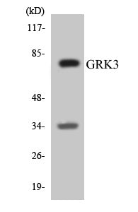 GRK3 Colorimetric Cell-Based ELISA