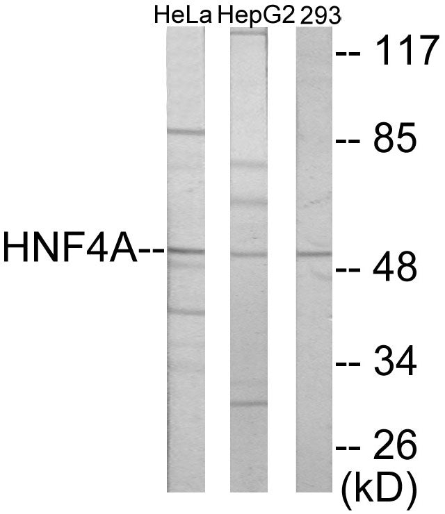 HNF4 alpha/gamma Colorimetric Cell-Based ELISA