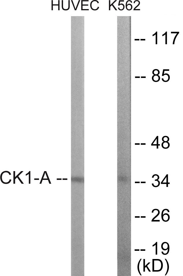 CKI-alpha Colorimetric Cell-Based ELISA
