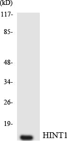 HINT1 Colorimetric Cell-Based ELISA