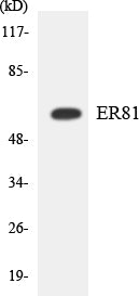 ER81 Colorimetric Cell-Based ELISA