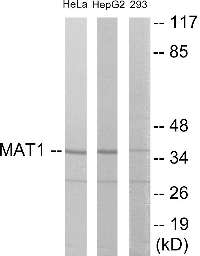 MAT1 Colorimetric Cell-Based ELISA