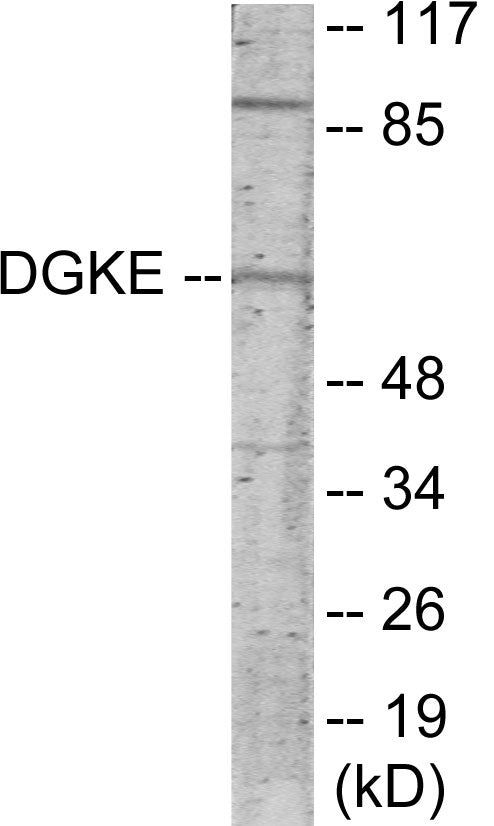 DGKE Colorimetric Cell-Based ELISA