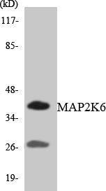 MAP2K6 Colorimetric Cell-Based ELISA
