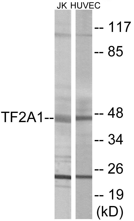 TF2A1 Colorimetric Cell-Based ELISA