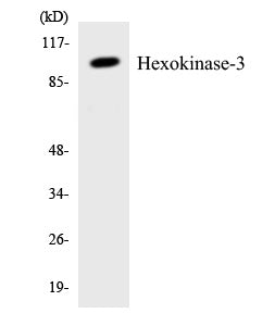 Hexokinase-3 Colorimetric Cell-Based ELISA