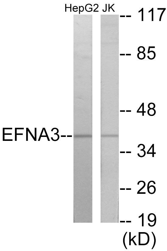 EFNA3 Colorimetric Cell-Based ELISA