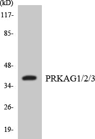 PRKAG1/2/3 Colorimetric Cell-Based ELISA