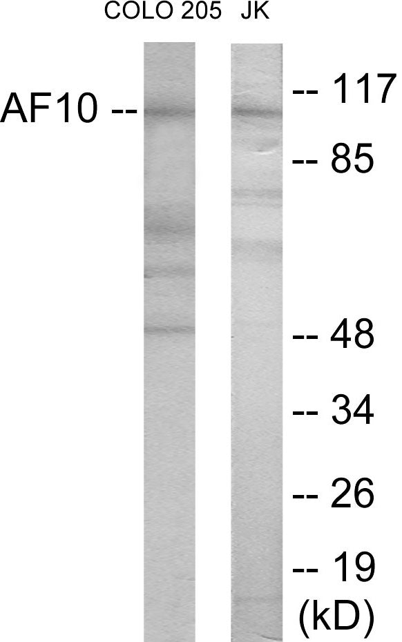 AF10 Colorimetric Cell-Based ELISA