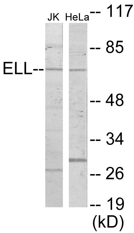 ELL Colorimetric Cell-Based ELISA