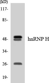 hnRNP H Colorimetric Cell-Based ELISA
