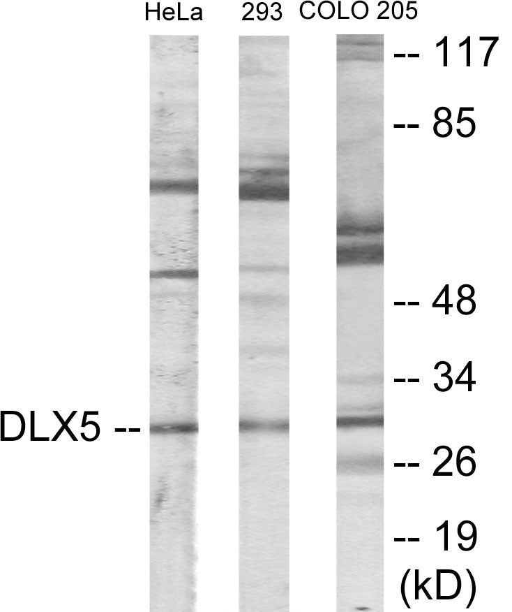 DLX5 Colorimetric Cell-Based ELISA