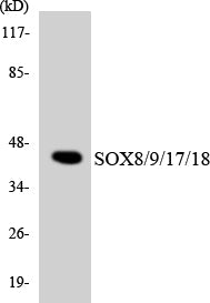 SOX8/9/17/18 Colorimetric Cell-Based ELISA