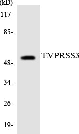 TMPRSS3 Colorimetric Cell-Based ELISA