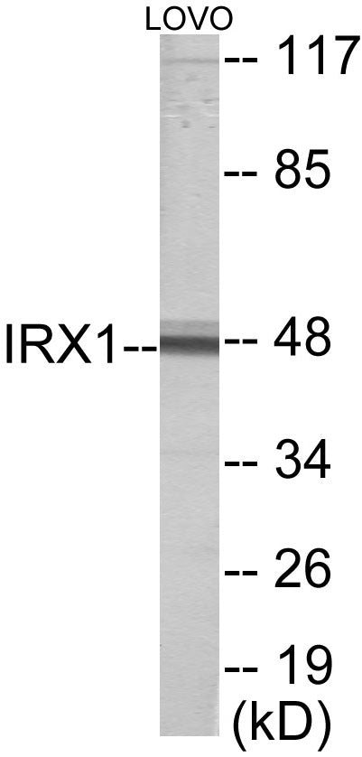 IRX1 Colorimetric Cell-Based ELISA