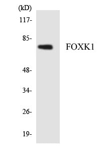 FOXK1 Colorimetric Cell-Based ELISA