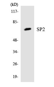 SP2 Colorimetric Cell-Based ELISA