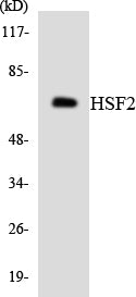 HSF2 Colorimetric Cell-Based ELISA