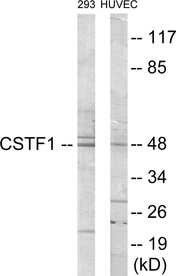 CSTF1 Colorimetric Cell-Based ELISA