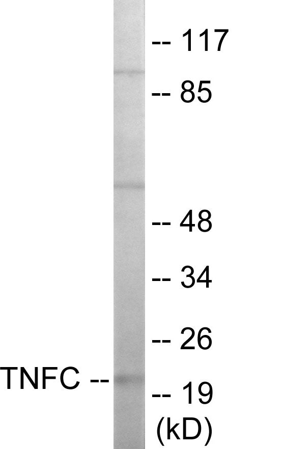 TNFC Colorimetric Cell-Based ELISA