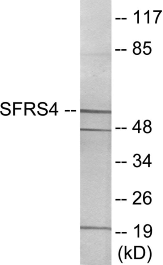 SFRS4 Colorimetric Cell-Based ELISA