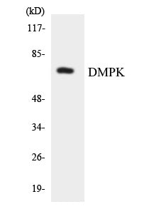 DMPK Colorimetric Cell-Based ELISA
