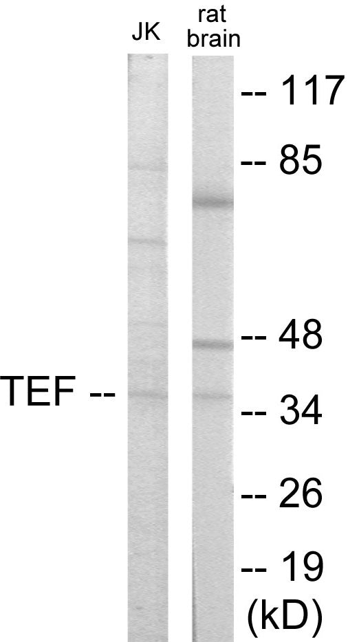 TEF Colorimetric Cell-Based ELISA