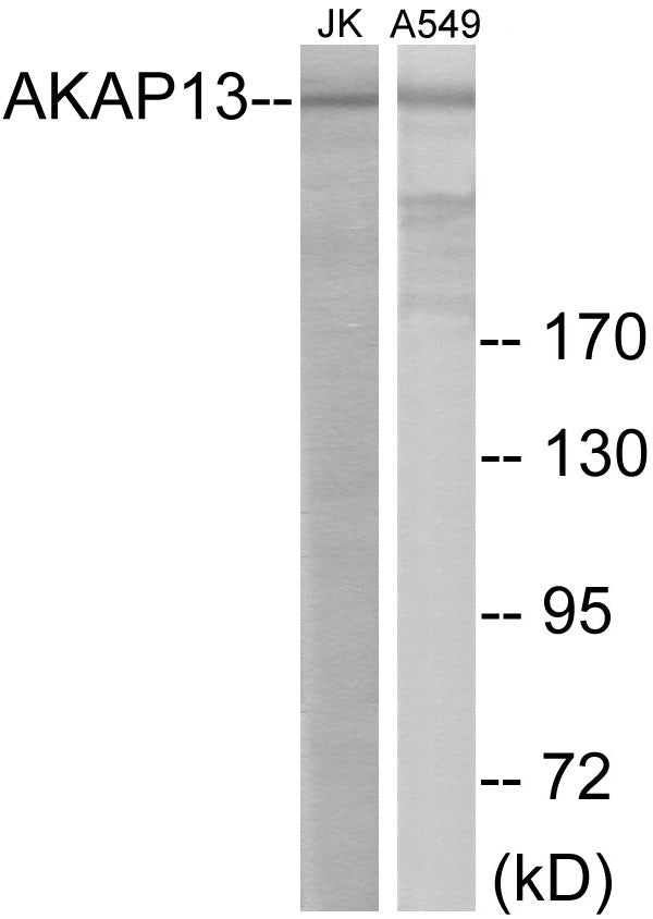 AKAP13 Colorimetric Cell-Based ELISA