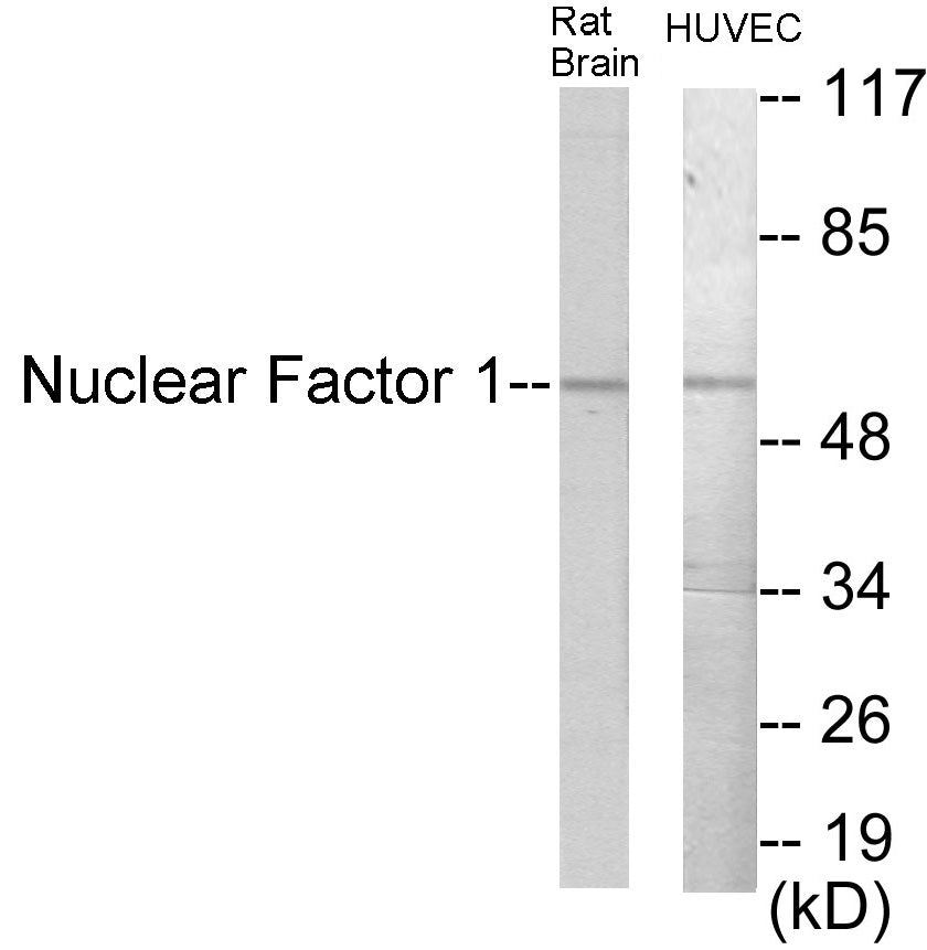 Nuclear Factor 1 Colorimetric Cell-Based ELISA