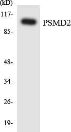 PSMD2 Colorimetric Cell-Based ELISA