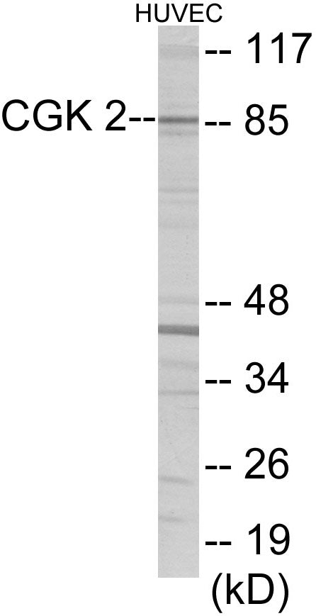 CGK 2 Colorimetric Cell-Based ELISA