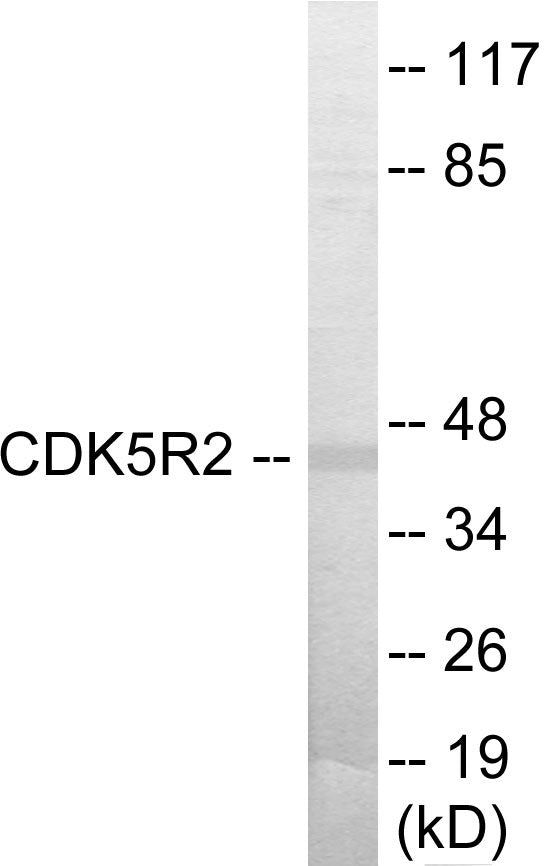 CDK5R2 Colorimetric Cell-Based ELISA