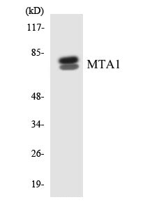 MTA1 Colorimetric Cell-Based ELISA