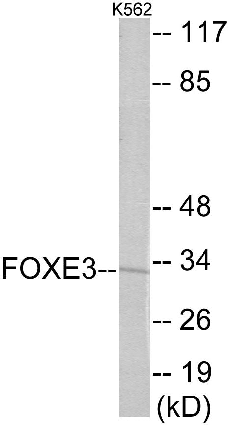 FOXE3 Colorimetric Cell-Based ELISA