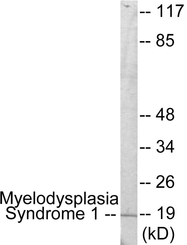 Myelodysplasia Syndrome 1 Colorimetric Cell-Based ELISA