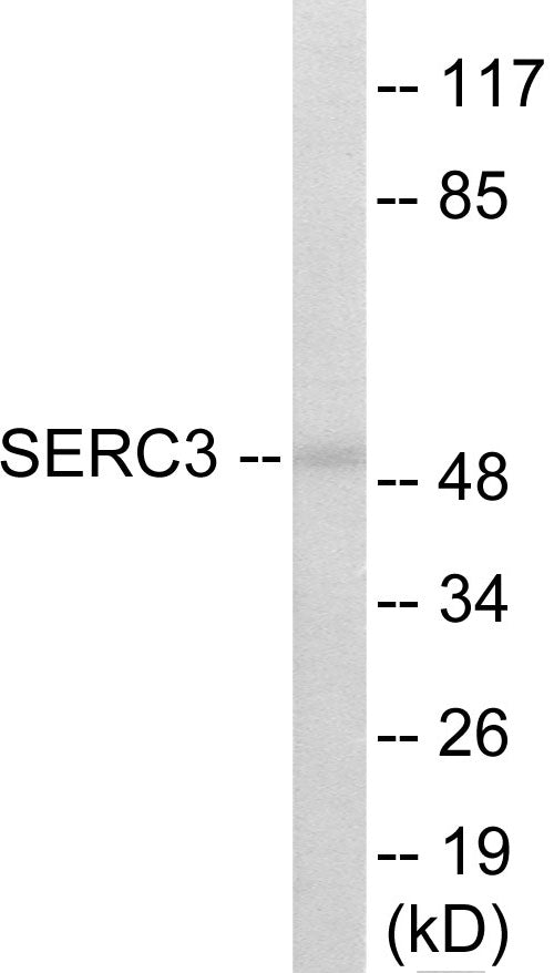 SERC3 Colorimetric Cell-Based ELISA