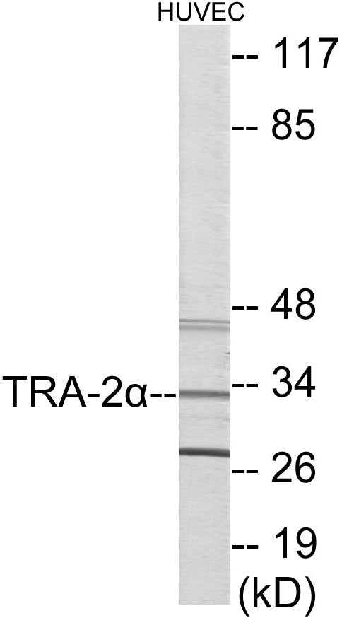 TRA-2 alpha Colorimetric Cell-Based ELISA