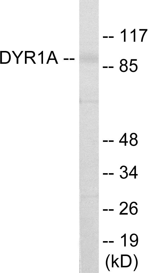 DYR1A Colorimetric Cell-Based ELISA