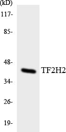 TF2H2 Colorimetric Cell-Based ELISA
