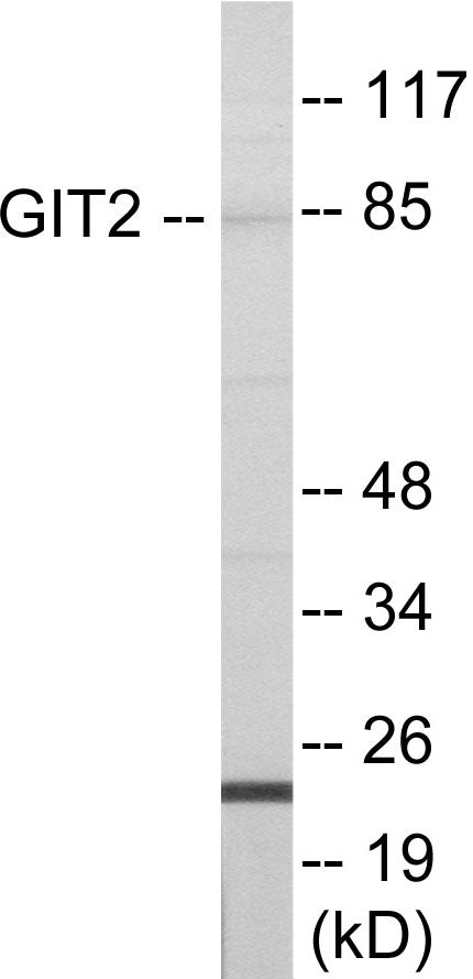 GIT2 Colorimetric Cell-Based ELISA
