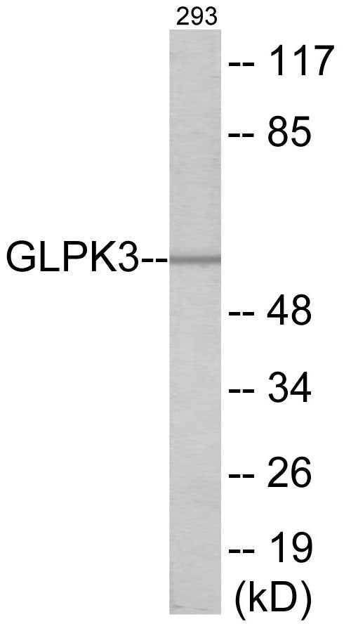 GK3 Colorimetric Cell-Based ELISA