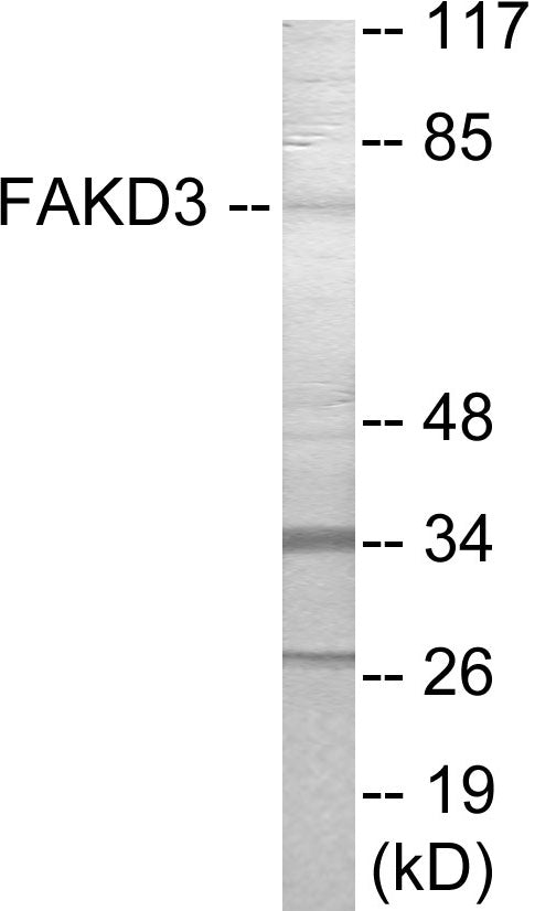 FAKD3 Colorimetric Cell-Based ELISA