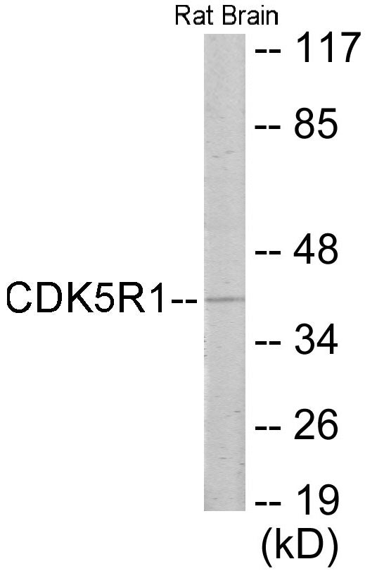 CDK5R1 Colorimetric Cell-Based ELISA