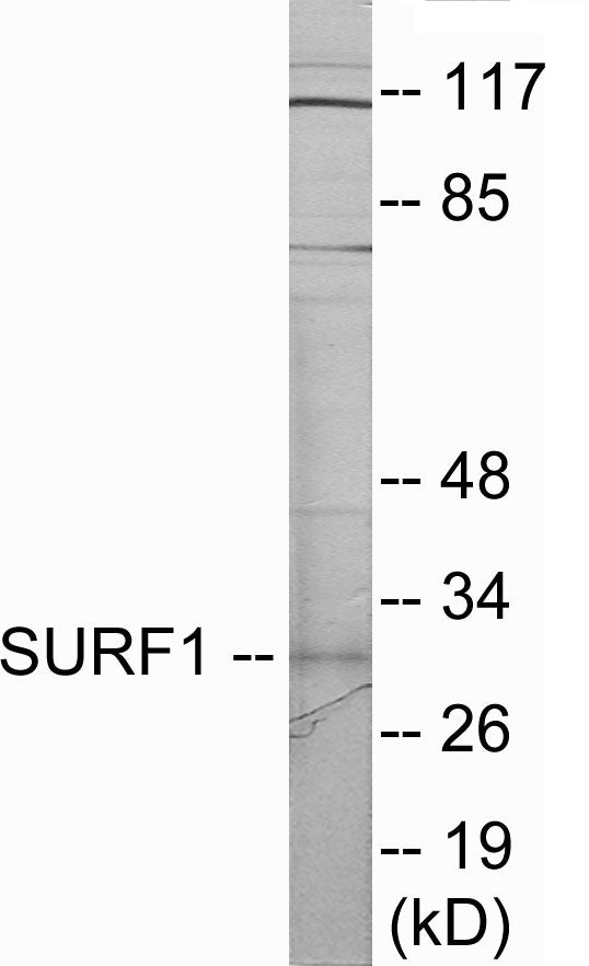SURF1 Colorimetric Cell-Based ELISA
