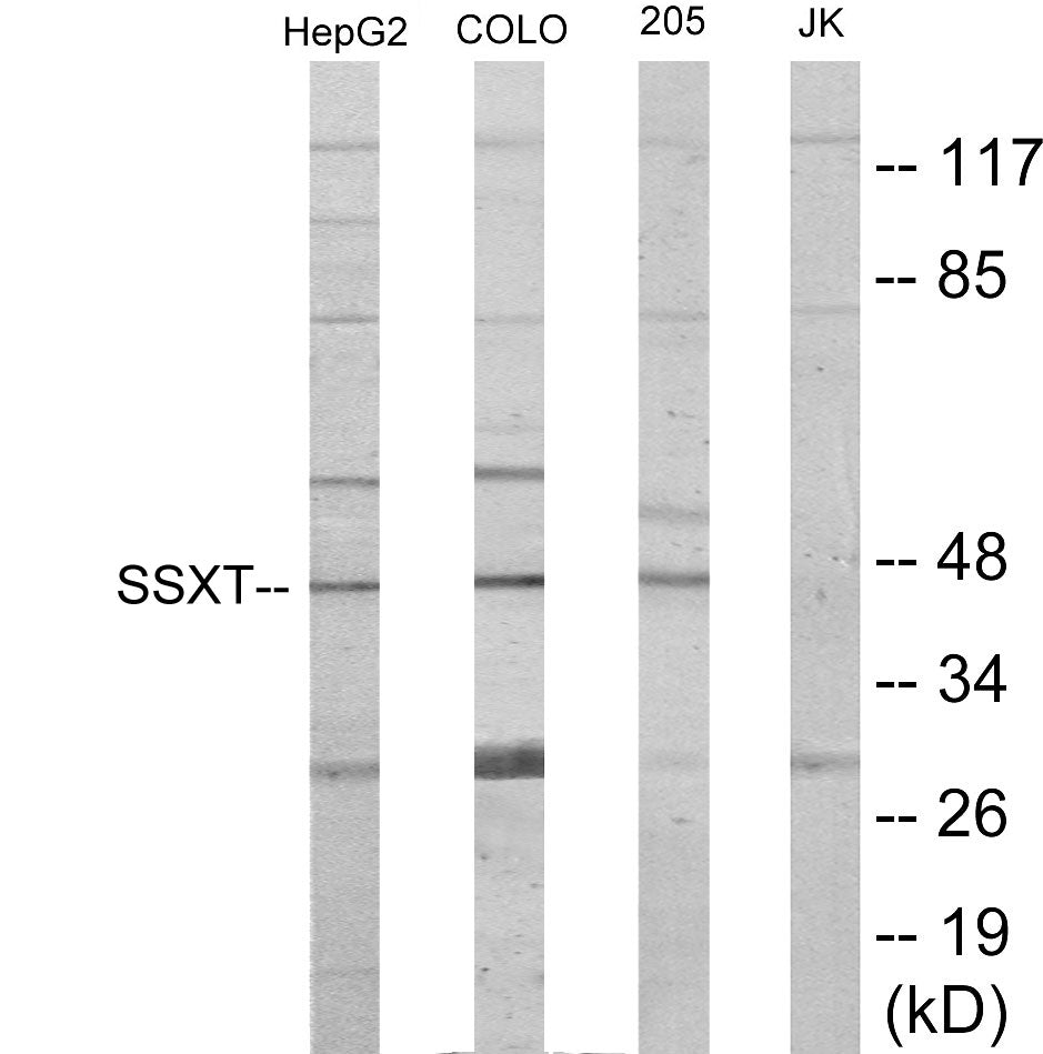 SSXT Colorimetric Cell-Based ELISA