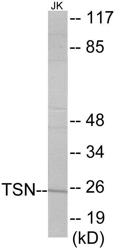 TSN Colorimetric Cell-Based ELISA